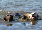 Unsere Labrador Retriever